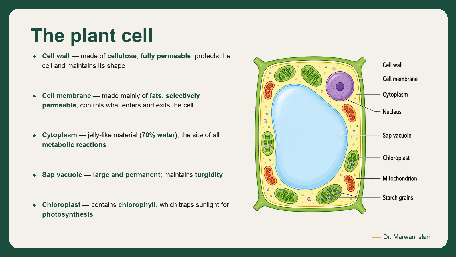 Slide 4: The plant cell