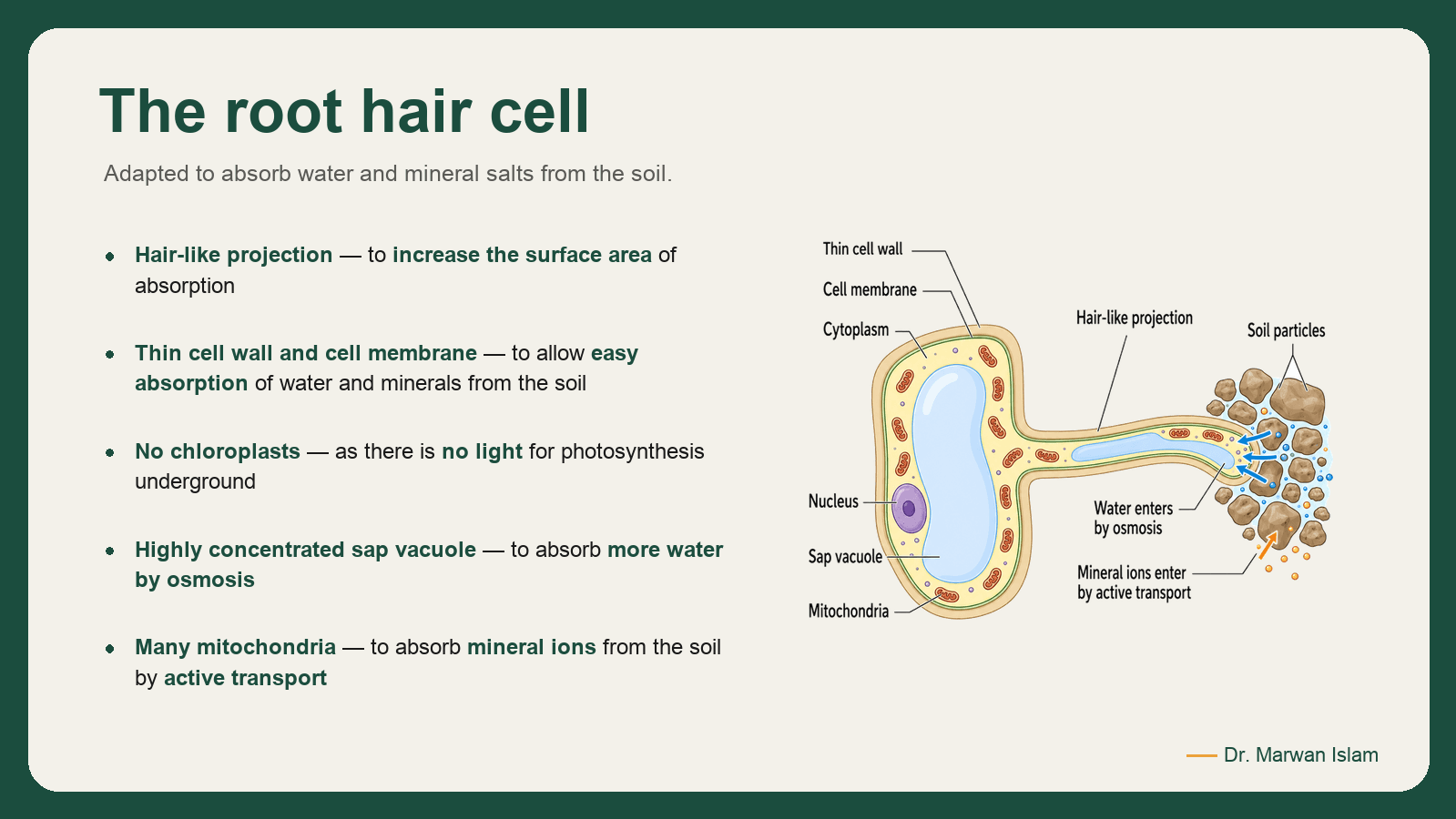 Slide 7: The root hair cell