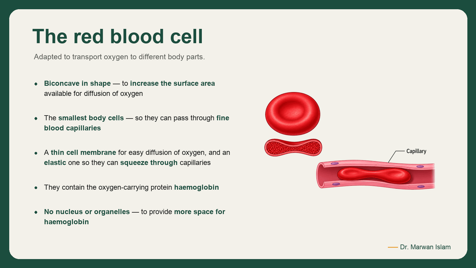 Slide 8: The red blood cell