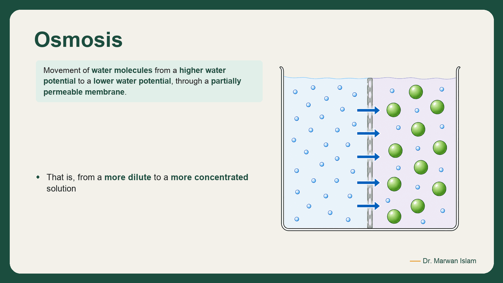 Slide 6: Osmosis