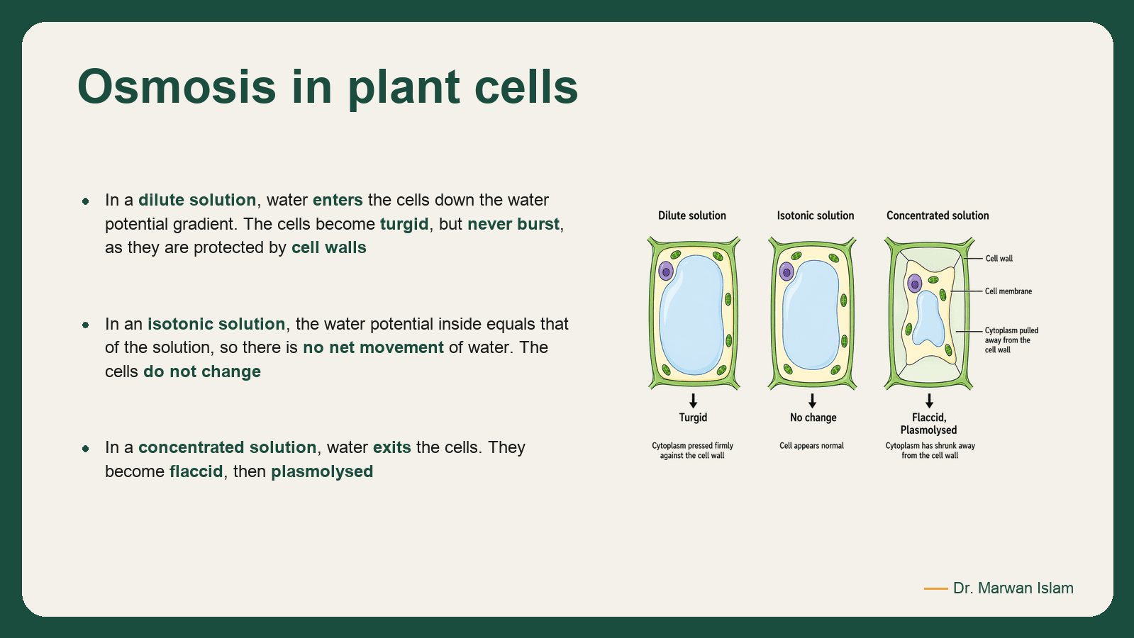 Slide 9: Osmosis in plant cells