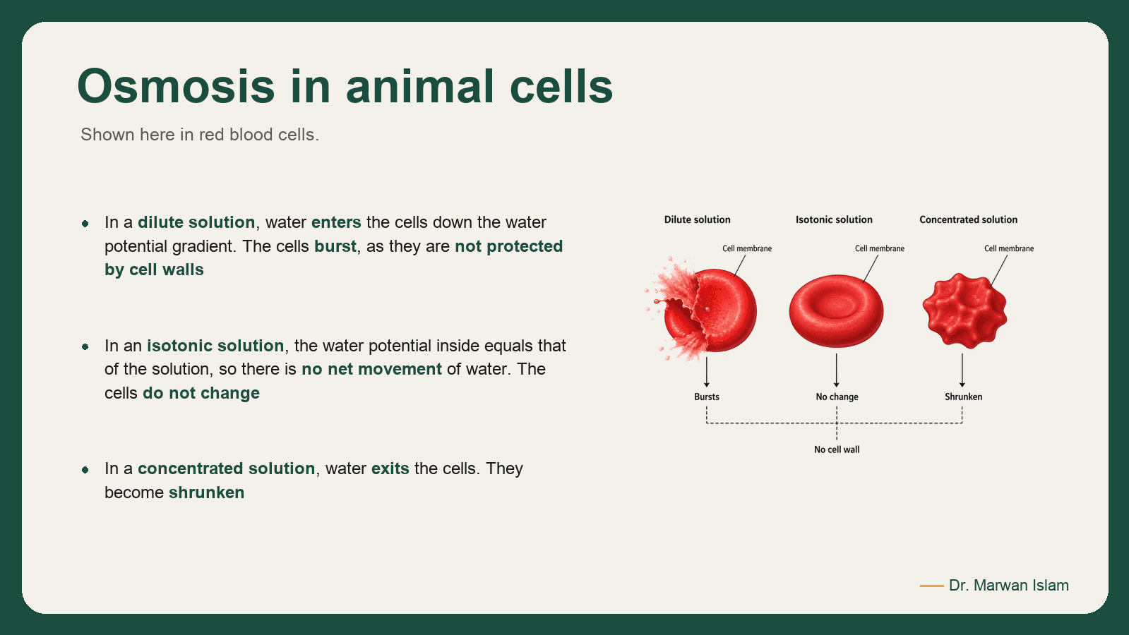 Slide 11: Osmosis in animal cells