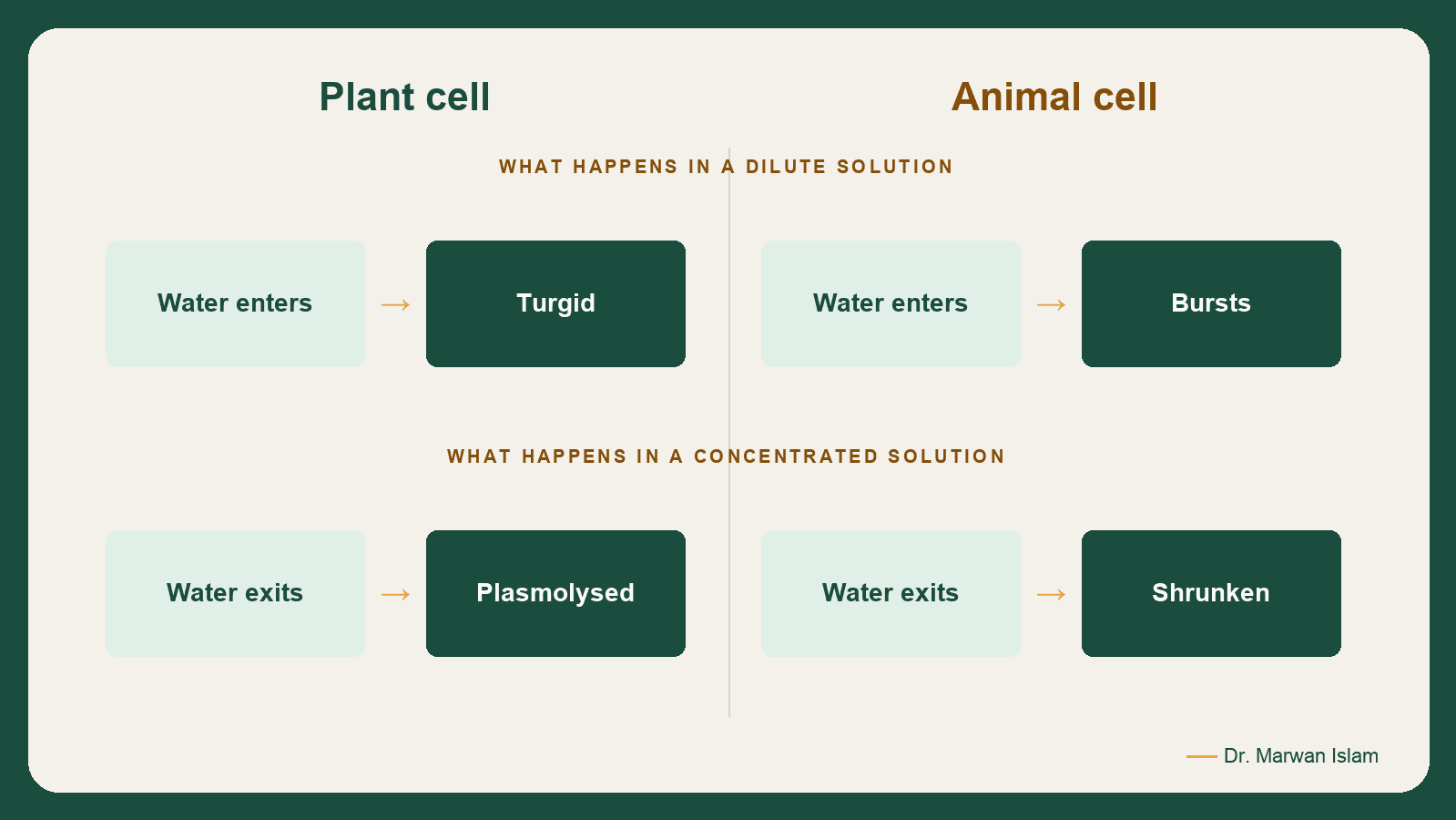 Slide 12: Plant cell